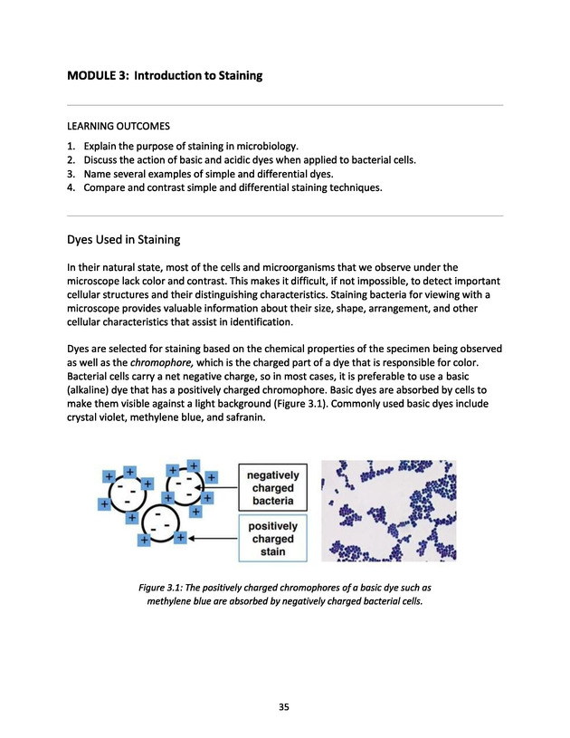 Microbiology Module 3: Staining - New Page